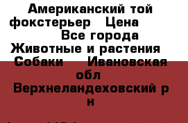 Американский той фокстерьер › Цена ­ 25 000 - Все города Животные и растения » Собаки   . Ивановская обл.,Верхнеландеховский р-н